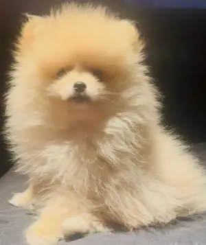 Pomeranian Zwergspitz Welpen 
