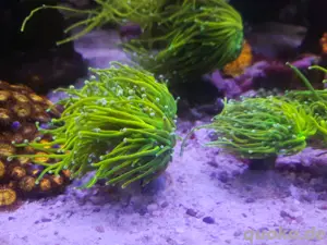 Meerwasser - Euphyllia's abzugeben !!! Holy Grail und andere schöne Sorten im Angebot 