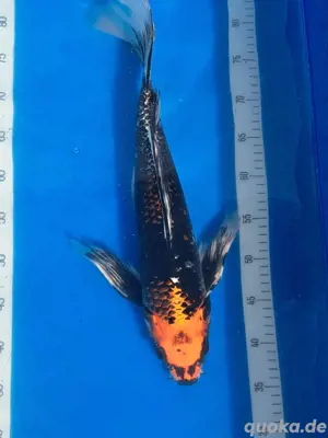 Japanische Koi Butterfly Longfin 