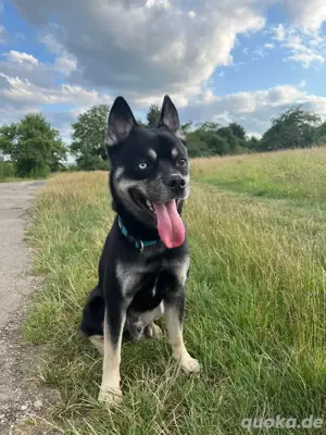 Pomsky Deckrüde