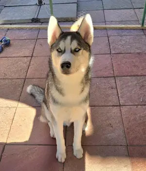 Wunderschöne Huskywelpen