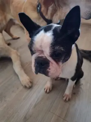 Vivi, lustige Boston Terrier Hündin, ca. 8 Jahre, ca. 28 cm, ca. 6 kg
