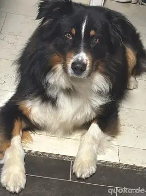 reinrassiger Australian shepard
