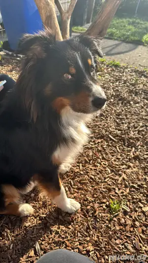 reinrassiger Australian shepard Bild 3