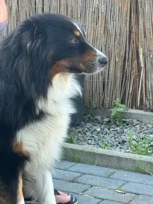 reinrassiger Australian shepard Bild 2