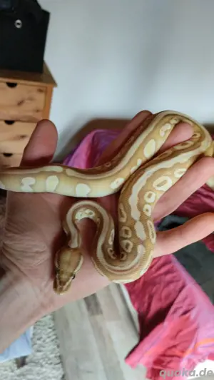 Königspython Banana-Lesser het Clown 