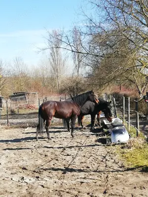 2 Paddockboxen an Selbstversorger zu vermieten 