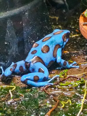 Diverse Nachzuchten Dendrobaten Dendrobates Pfeilgiftfrösche Frösche abzugeben