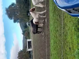Schöner Offenstall in Gimmeldingen sucht einen Einsteller 