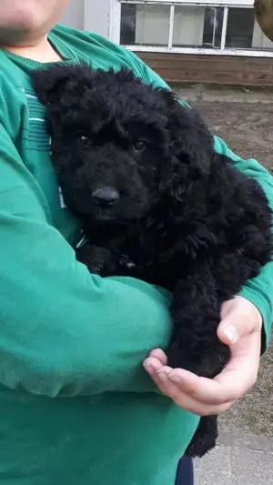Wunderschöne Goldendoodle Welpen