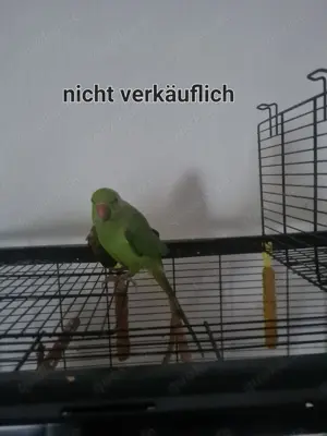Ich biete ihnen Tierpflege
