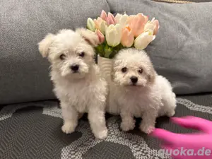 Bichon Malteser Mini Rüde Welpe