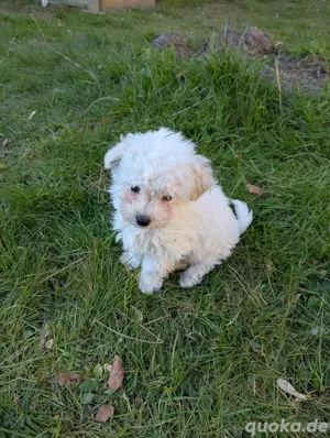 Bichon Malteser Mini Rüde Welpe Bild 4