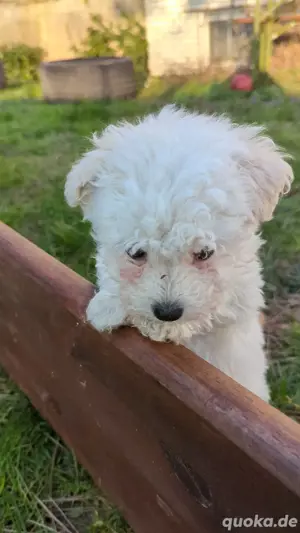 Bichon Malteser Mini Rüde Welpe Bild 2