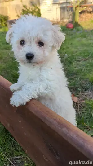 Bichon Malteser Mini Rüde Welpe Bild 3