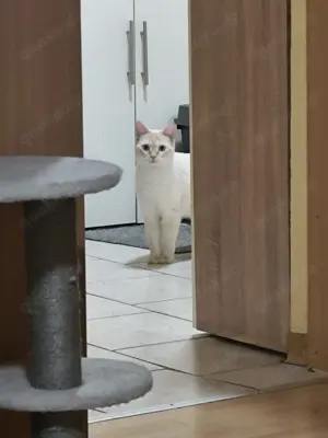 Zwei BKH Colorpoint Shorthair Kater