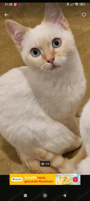 Zwei BKH Colorpoint Shorthair Kater Bild 6