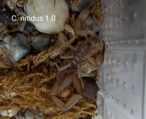 Heteroctenus princeps und Centruroides nitidus Angebote Skorpione aus NZ Bild 6