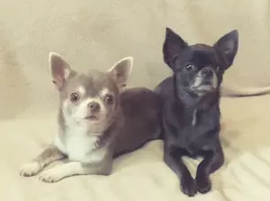 Chihuahua Welpen 