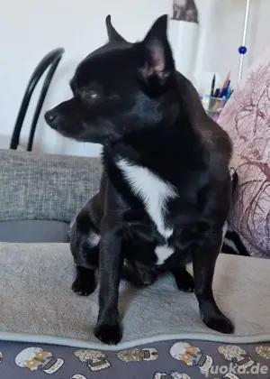 Chihuahua Deckrüde
