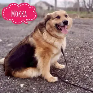 Mokka, freundliche Hundedame, Schäferhund Mix