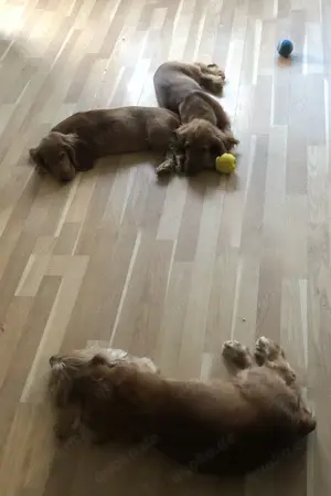 Cockerspaniel Welpen!