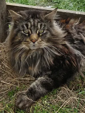 Maine Coon Kater reinrassig mit Stammbaum hat noch Termine frei
