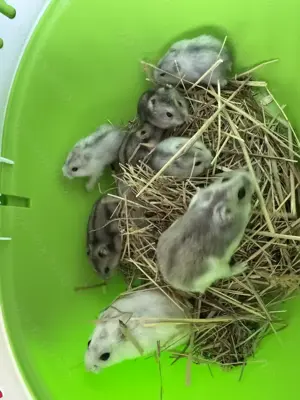 Zwerghamsterbabys abzugeben