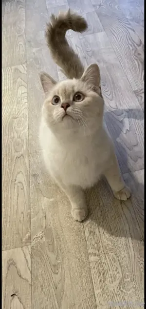 siam Kater  deckkater 