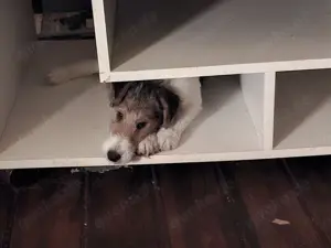 Drahthaarfoxterrier 