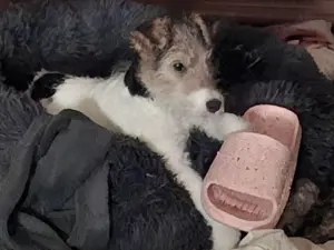 Drahthaarfoxterrier 