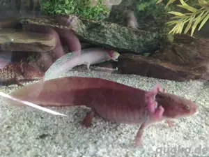 Axolotl Bd. frei .. viele Farben Bild 6