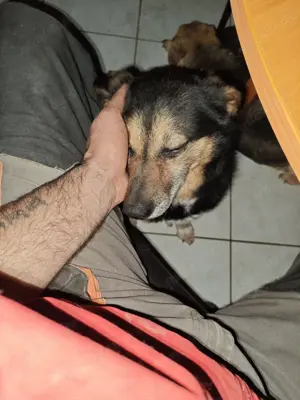 Knutschkugel Bobo (geb. ca. 2020) lebt noch in Ungarn und sucht seine Familie Bild 2