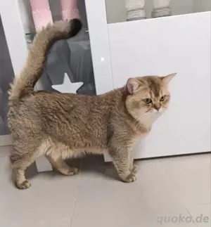 Deckkater 