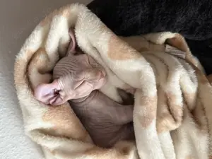 Katze   Elfkatze - Shpynx 