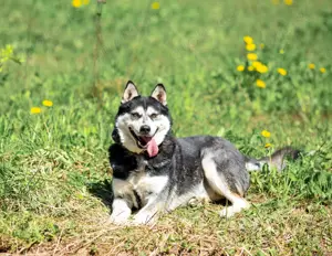 Ein freundlicher und intelligenter Husky sucht ein Zuhause.