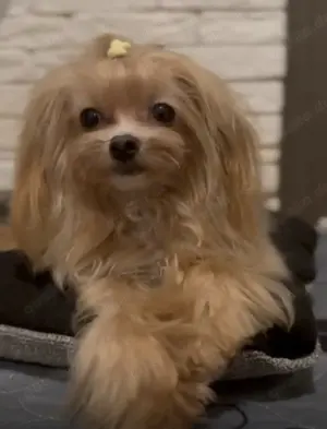 Maltipoo Rüde Gold Cream 