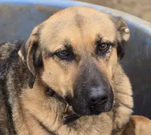 Paula ein Schäferhund-Mix