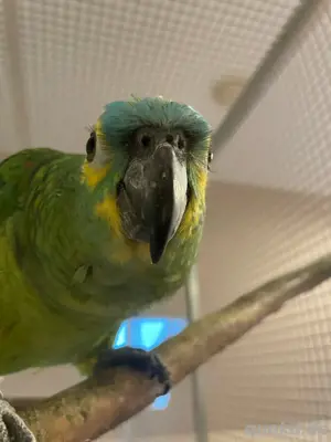 Blaustirnamazone