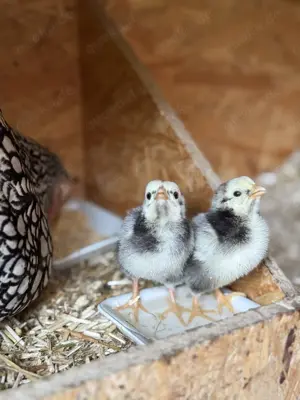 Bruteier Zwerg Wyandotten silber schwarzgesäumt Bild 4