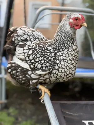 Bruteier Zwerg Wyandotten silber schwarzgesäumt Bild 2