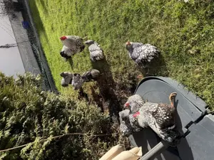 Bruteier Zwerg Wyandotten silber schwarzgesäumt Bild 3