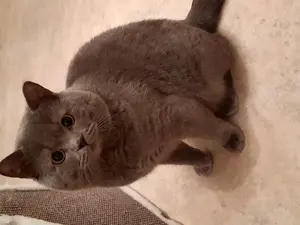 BKH Kater blue (Deckkater) sucht dringend eine schöne Katze, hat ein Pass, geimpft, hat BLUTGRUPPE A