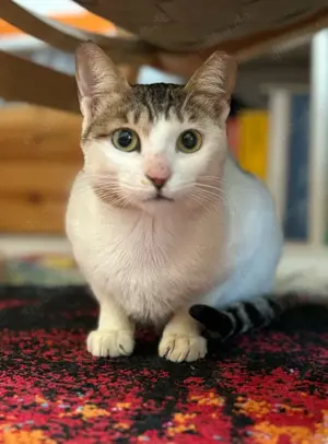 Freundliches Katzenmädel sucht Gesellschaft
