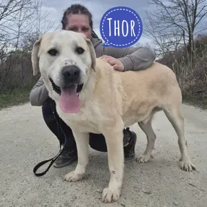 Thor, sanfter Riese sucht ein Körbchen