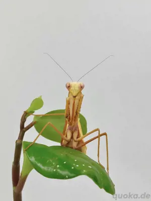 Hierodula venosa Goldene Riesengottesanbeterin Mantiden 