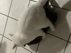 Bkh Deckkater Weiß reinrassig  Bild 4