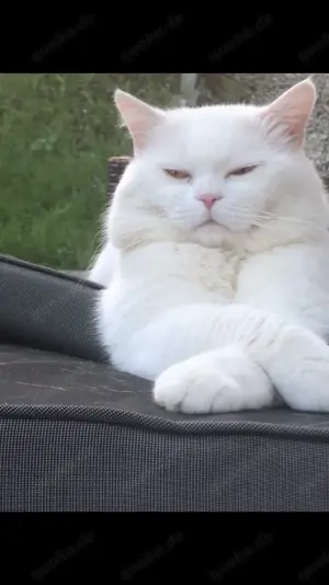 Bkh Deckkater Weiß reinrassig  Bild 2