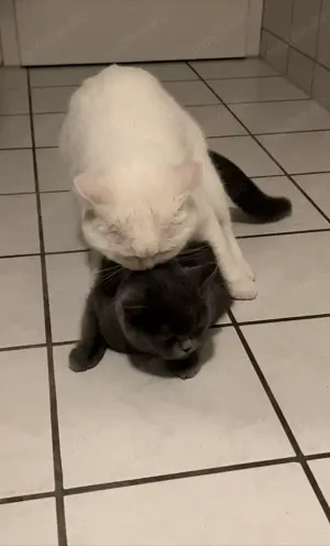 Bkh Deckkater Weiß reinrassig  Bild 7