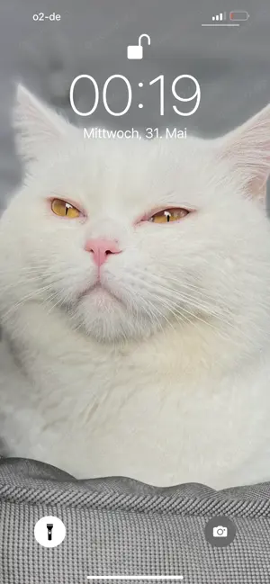 Bkh Deckkater Weiß reinrassig  Bild 5